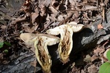 Retiboletus griseus image