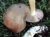 Entoloma lividoalbum image