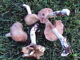 Entoloma lividoalbum image