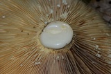 Lactarius volemus image