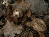 Myriostoma coliforme image