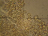 Entoloma lividoalbum image