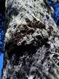 Phellinus chrysoloma image