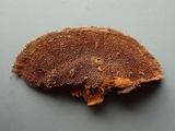 Phellinus chrysoloma image