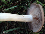 Entoloma lividoalbum image