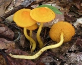 Humidicutis marginata var. concolor image