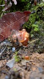 Calostoma cinnabarinum image