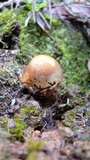 Calostoma cinnabarinum image