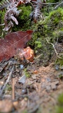 Calostoma cinnabarinum image