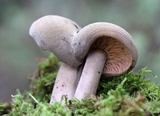 Lactifluus corrugis image