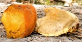 Oligoporus amarus image