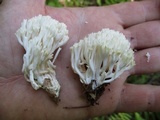 Ramariopsis kunzei image