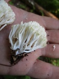 Ramariopsis kunzei image