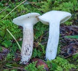 Suillus placidus image
