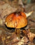 Cortinarius corrugatus image