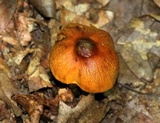 Cortinarius corrugatus image