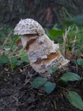 Hypomyces hyalinus image
