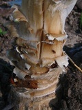 Hypomyces hyalinus image