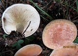 Clitocybe flaccida image