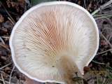 Clitocybe flaccida image