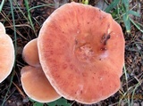 Clitocybe flaccida image