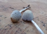 Coprinellus impatiens image