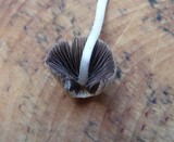 Coprinellus impatiens image