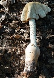 Amanita daucipes image