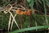 Phaeocollybia jennyae image