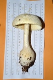 Amanita ravenelii image