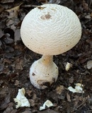 Amanita ravenelii image