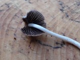 Coprinellus impatiens image