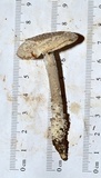 Amanita onusta image