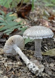 Amanita onusta image