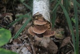 Antrodiella fragrans image