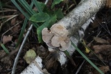 Antrodiella fragrans image