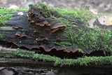Hymenochaete rubiginosa image