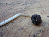 Coprinellus impatiens image