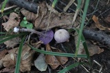 Laccaria amethystina image