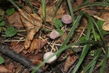 Laccaria amethystina image