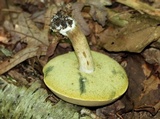 Boletus pallidus image