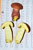 Boletus pallidoroseus image