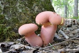 Boletus pallidoroseus image