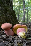Boletus pallidoroseus image