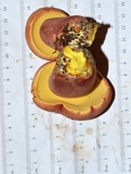 Boletus pallidoroseus image