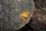 Calocera cornea image
