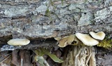Simocybe centunculus var. centunculus image
