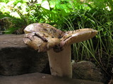 Russula olivacea image