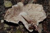 Inocybe adaequata image