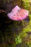 Fomitopsis cajanderi image